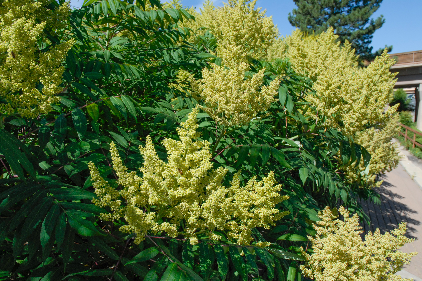 Rocky Mountain Sumac